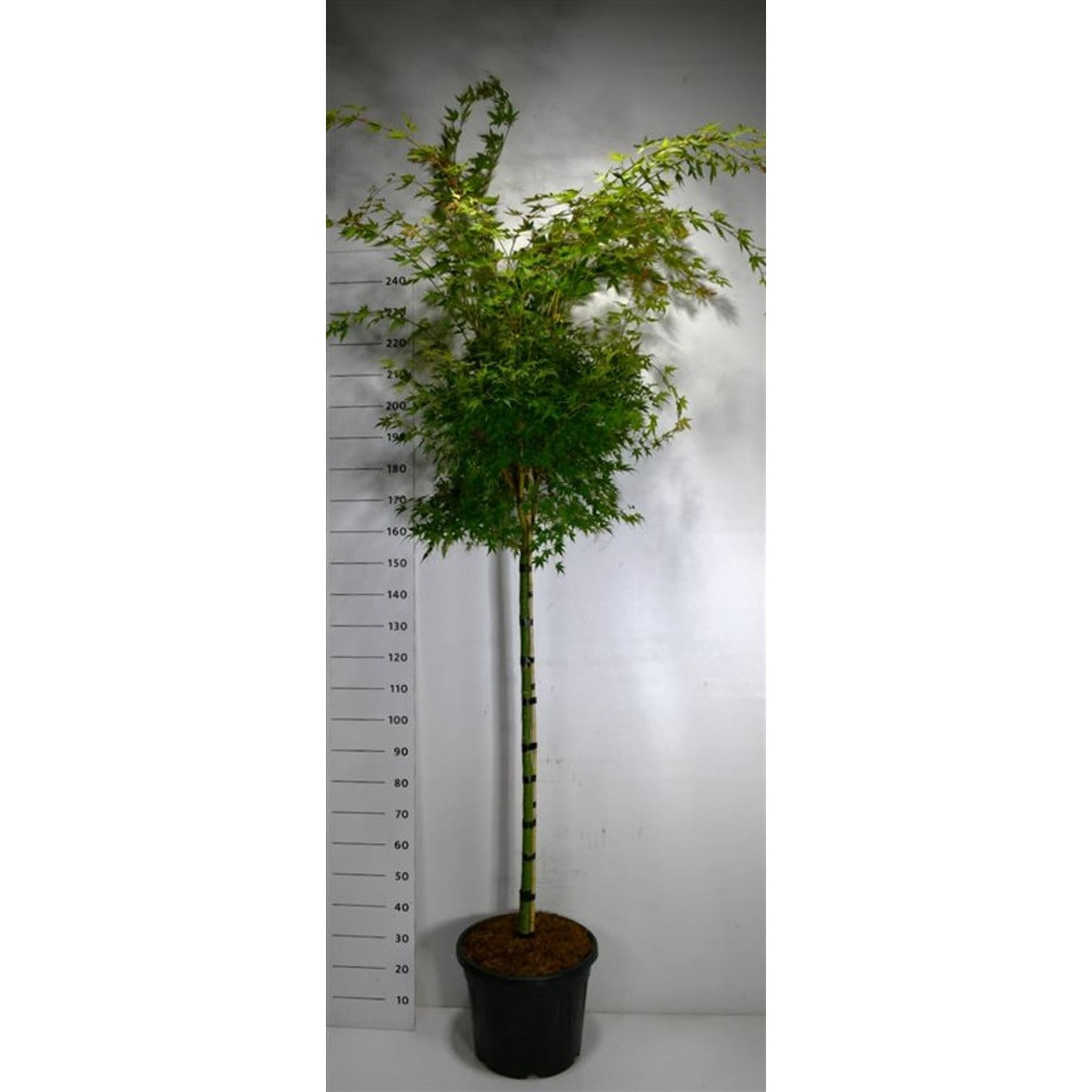 Japansk lönn – Acer pal. 'Sangokaku' - 120 CM Stem C30